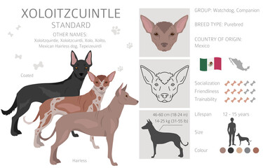 Xoloitzcuintle, Mexican hairless dog standard clipart. Different poses, coat colors set