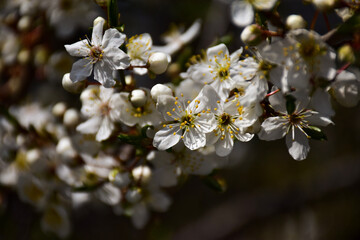 tree blossom