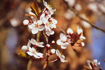 cherry blossom