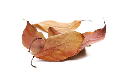 Colorful leaves pile isolated on white  