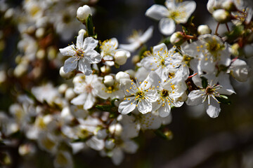 tree blossom