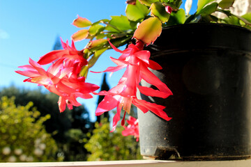 Potted Schlumbergera plant in the garden