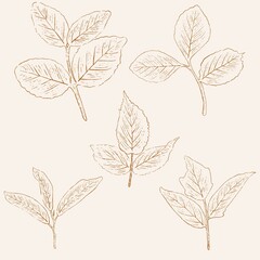 hand drawn leaf line art, hand drawn nature painting. Free hand sketch illustration.