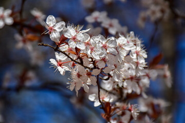 tree blossom