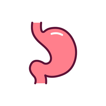 Human organ stomach line icon. Isolated vector element.