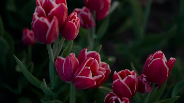 View above blooming red tulips with green leaves. Closeup beautiful flower buds.