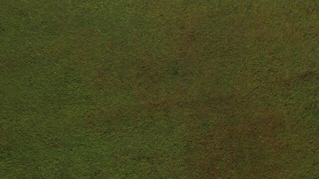 top aerial view of green grass texture