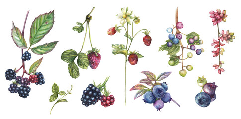 Watercolor isolated illustration with wild berries (blackberry, raspberry, grape, strawberry, strawberry, blueberry)