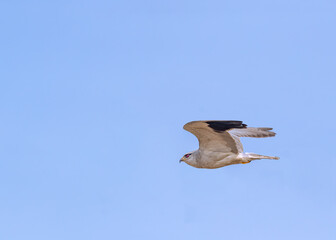 Black Shouldered Kite flying like plane
