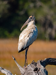 wood stork perched on a log in the marsh