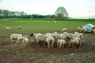 Fototapeta premium Sheep grazing in the winter field.