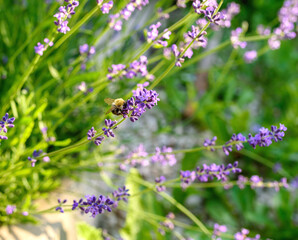 Lavender bushes close-up. An image with blurred and sharp lavender flowers.