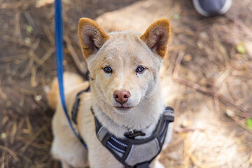 Curious red Shiba Inu puppy is seen up close from above sitting outdoors against a blurry woodland floor with copy space to both sides.