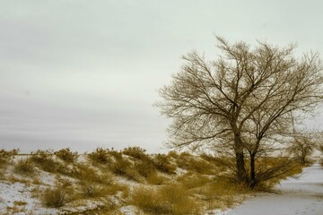 A tree in the steppe on the river bank in winter