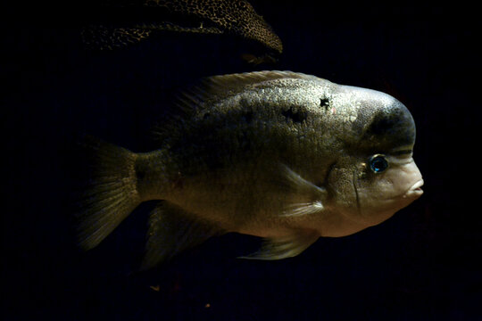 Amphilophus citrinellus fish swimming, black background