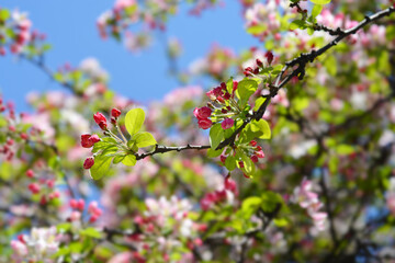 Japanese flowering crab apple