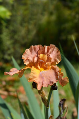 Fototapeta premium Tall bearded iris Chippendale
