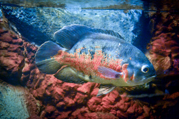Astronotus ocellatus fish swimming underwater