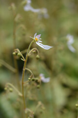 Creeping saxifrage