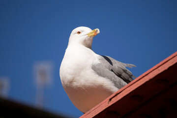 seagull on a wall