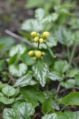 Variegated Yellow archangel
