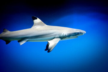Carcharhinus melanopterus shark swimming underwater, blue background