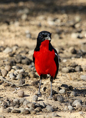 Crimson Breasted Shrike in the Kgalagadi