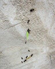ants climbing wall carrying seeds