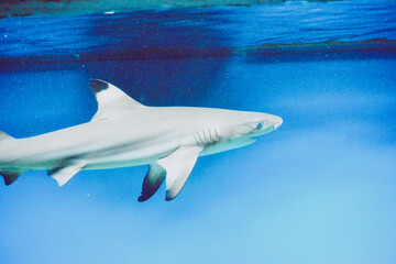 Carcharhinus melanopterus shark swimming underwater, blue background