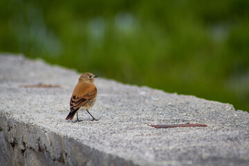 Little Sobrepuesto female bird