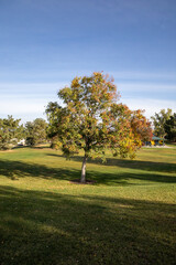 Lone Tree