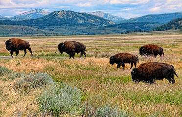 Heard of bison or buffalo walk across a field at Yellowstone National Park