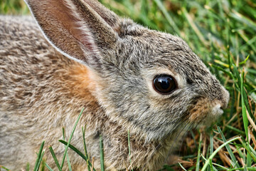 Close0up profile of a young brown rabbit with brown eyes