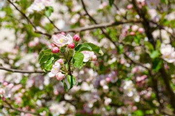 Spring background of blossoming apple tree flowers on a sunny day