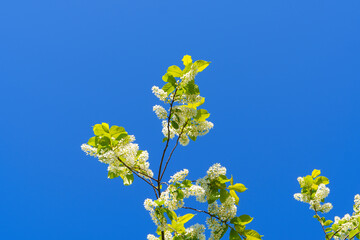 Bird cherry tree branches with white flowers in blue sky