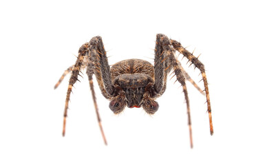 Walnut orb-weaver spider isolated on white background, Nuctenea umbratica male