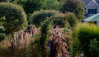 Redhead ornamental grasses, pennisetum alopercuroides, with whimsical plumes highlighted by the...