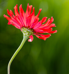Macro of brilliant orange zinnia elegans against a bokeh green background