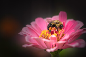 Horizontal macro of a busy bee on a beautiful pink zinnia, elegans in a prairie garden. 