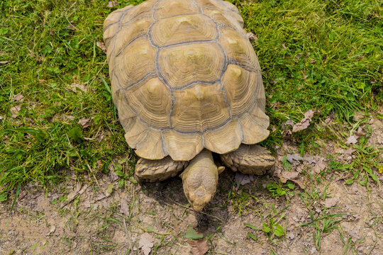 Turtle with shell pattern walking on green grass.