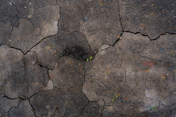 green sprout breaks through dry soil soil drought crack nature background top view