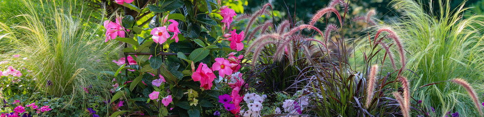 A colorful grouping of garden containers incorporating fuchsia mandevilla, ornamental fountain grass, petunias and mexican feather grass