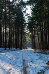 forest in winter