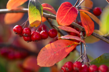 Bokeh background of A Brilliant Red Chokeberry  (Aronia arbutifolia) bursting with red berries.