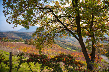 A landscape view of colorful trees vineyard hill in fall on a sunny day
