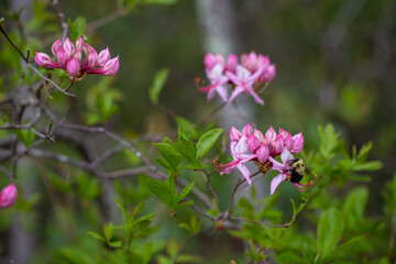 Wild azalea flowers in the garden with a bee in spring time calvert county owings southern maryland
