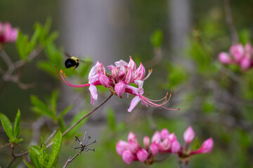 wild azalea flowers in spring with bee flying to pink blossom nature scene
