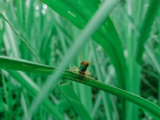 Grasshopper on a green leaf