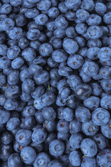 Fresh blueberry background.