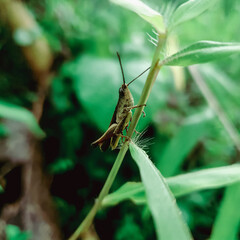 grasshopper on a branch